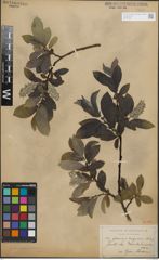 Foto von Salix glauca L. x Salix nigricans Sm.